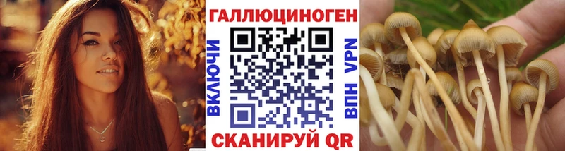 Галлюциногенные грибы Psilocybe  kraken маркетплейс  Новотитаровская 